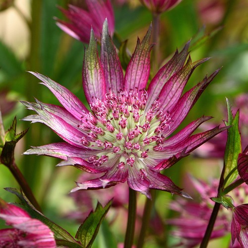 Astrantia star love - star, of