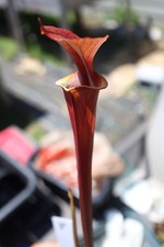 Sarracenia - 🔥🔥 Waccamaw