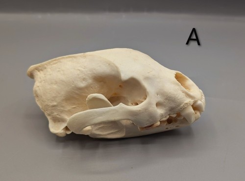 Skulls bones animal - skulls,,