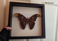 Atlas Moth, Skulls, Bones