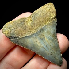 Great White Shark Tooth 1.92"