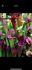Sarracenia Bare Root Rhizomes
