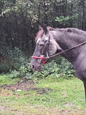 Custom Made Bitless Bridle