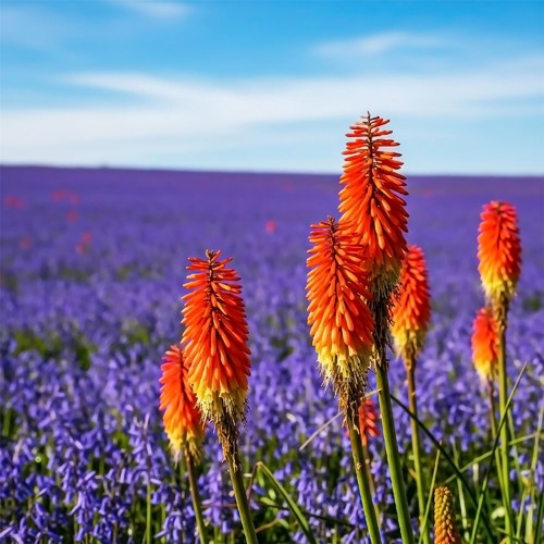 Red hot poker - red,