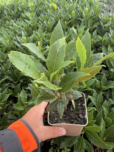Laurus nobilis bay laurel - nobilis,