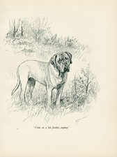 MASTIFF STANDING DOG LOVELY VINTAGE IMAGE 1936 DOG ART PRINT by ARTIST KF BARKER