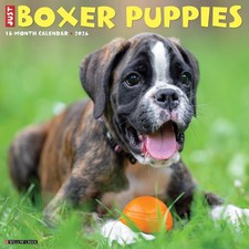 Boxer Puppies 2026 12 X 12