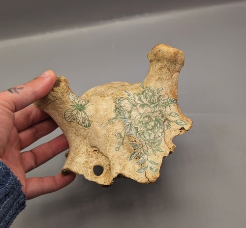 Decorated deer skull bones - decorated, skull,