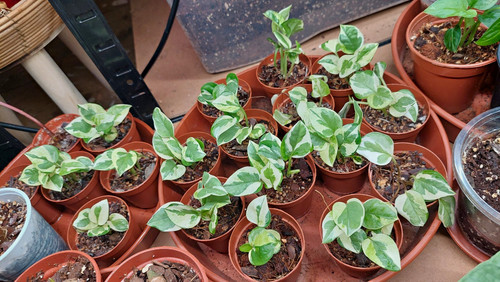 Njoy pothos - pothos, (epipremnum)