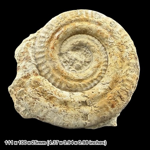 Hildoceras fossil ammonite - hildoceras,