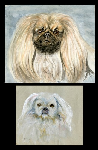 Pekingese toy dog original - dog,