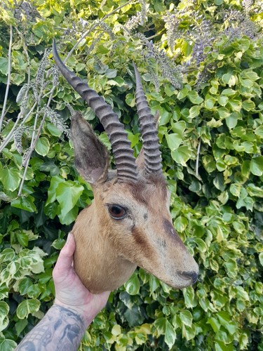 Taxidermy duiker kudu - duiker,