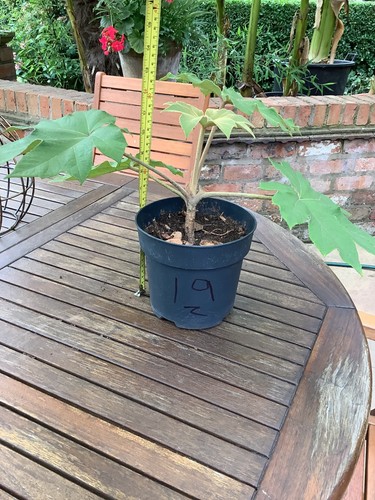 Tetrapanax plant - tetrapanax,