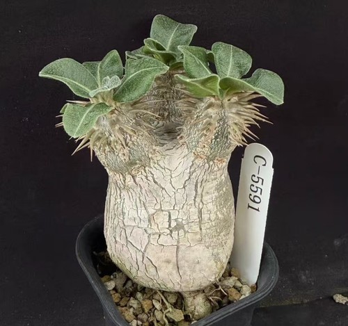 Pachypodium eburneum wysiwyg - pachypodium,