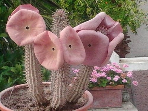 Hoodia gordonii cactus - cactus, plant