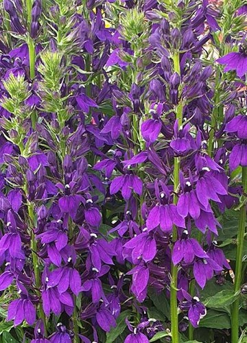 Lobelia starship blue - lobelia, blue'