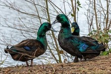 3 + Pure Breed Cayuga Duck