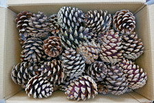 Box of 40 Natural Fir Pine