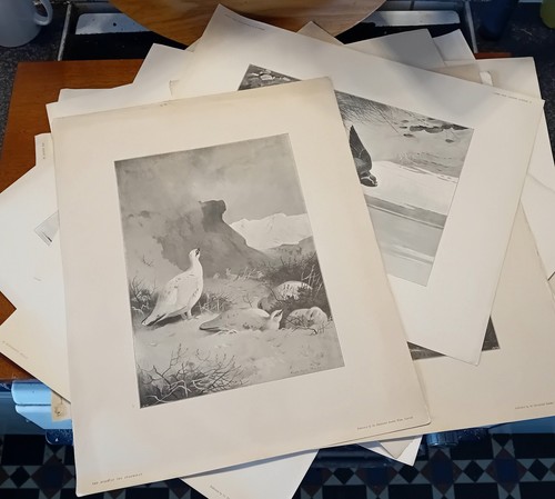 Antique prints 1896 by - ,