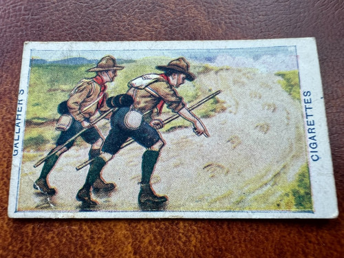 Gallaher cigarette card boy - gallaher,