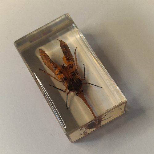 Lantern bug real insect - real,