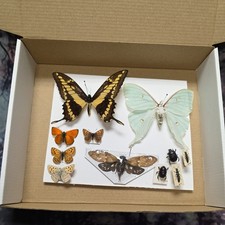 Box8 Mix grade insect
