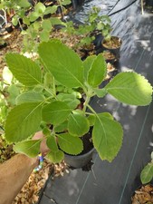 Toilet Paper Plant (Blue Spur