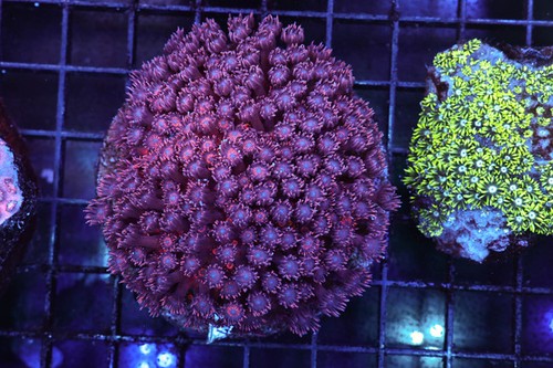 Purple goniopora colony - purple,