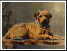 BORDER TERRIER  DOG ART PRINT