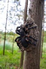 Tarantula Garden Statue Spider