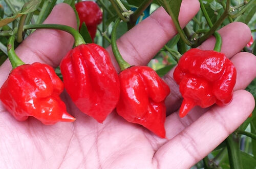 Chilli butch trinidad scorpion - chilli,