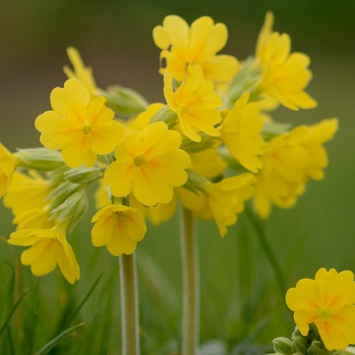 Cowslip primula veris seeds - cowslip,