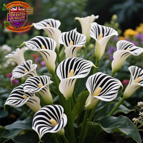 Perennial calla lily bulbs for - perennial/calla,