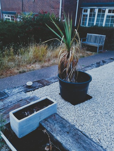Yucca plant hardy for - plant, outdoor