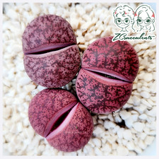 Lithops-Lesliei-'Jamboree'  VERY RARE living stone Succulents UK Zcsucculents