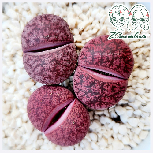 Lithops-Lesliei-'Jamboree'
