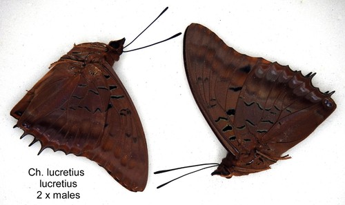 Butterfly charaxinae 2 - butterfly,
