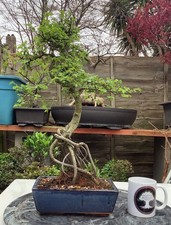 Large chinese elm bonsai tree