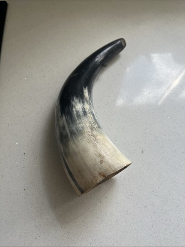 Cow bull horn with - bull, hanging