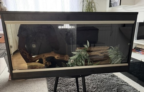 Black glass front reptile - black,