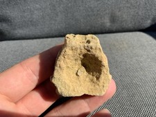 Fossil ichthyosaur vertebra - fossil,