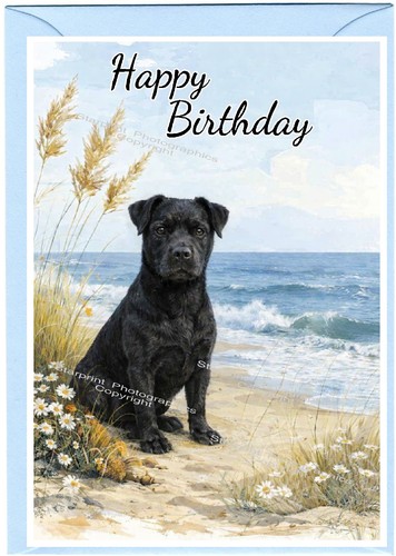 Patterdale terrier dog x - terrier,