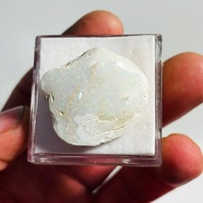 Coober Pedy Shell Opal Fossil