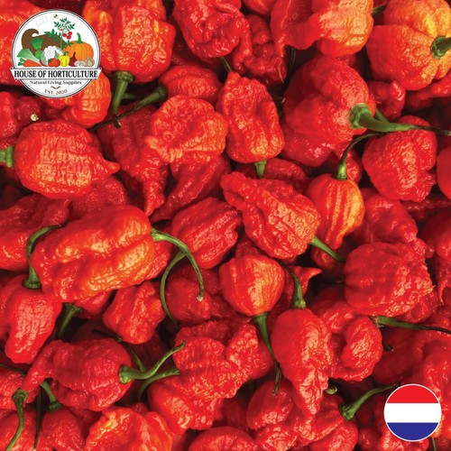 Fresh carolina reaper chilli - carolina,