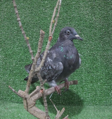 Perched grey pigeon taxidermy - perched,