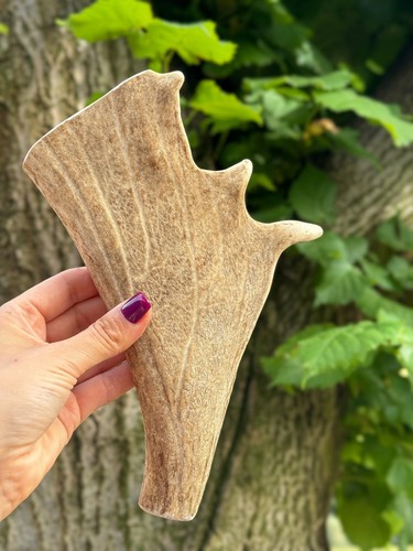 Fallow deer antler - deer, for