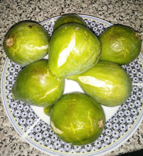 Freshly cut fig tree - cut,