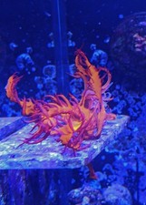 🔥🐲 Dragon’s Breath Macroalgae Live Saltwater Red Macro Algae for Reef Tanks