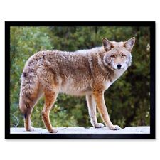 Animal Photography Coyote Wild