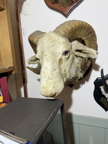 Taxidermy antique domestic - taxidermy,